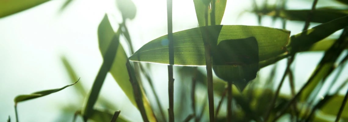 Bambus Pflanze