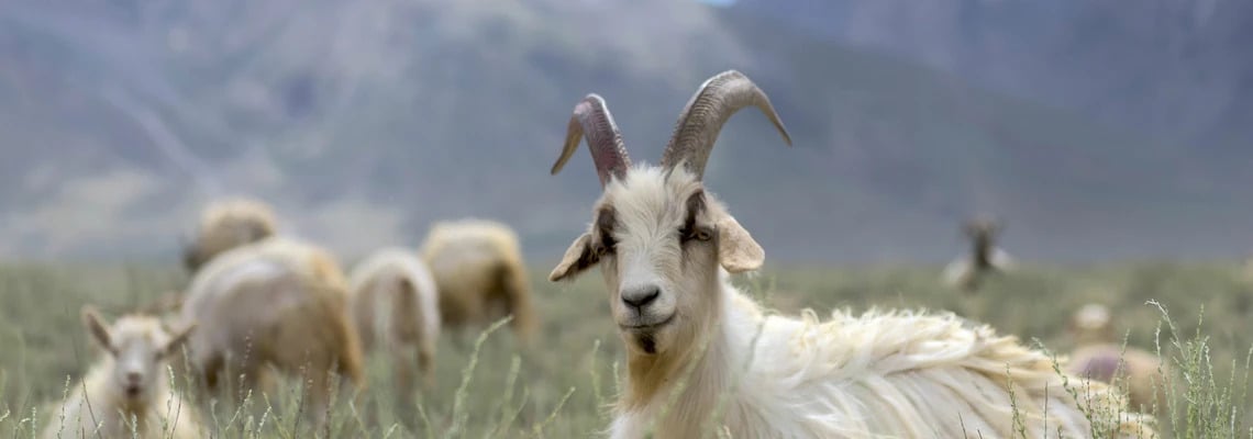 Chèvres du Cachemire sur l'herbe haute
