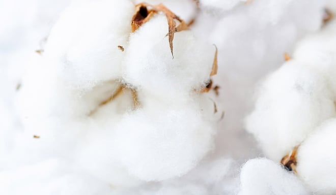 A close-up of a cotton plant.