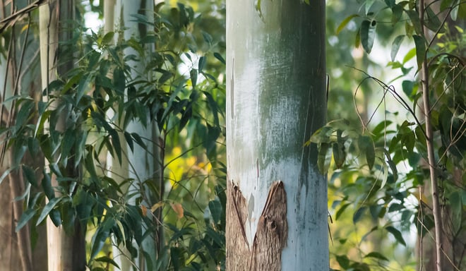 Une scène de forêt avec plusieurs grands arbres.