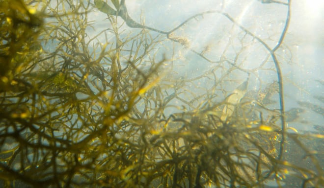 An underwater scene in a lake with aquatic plants.