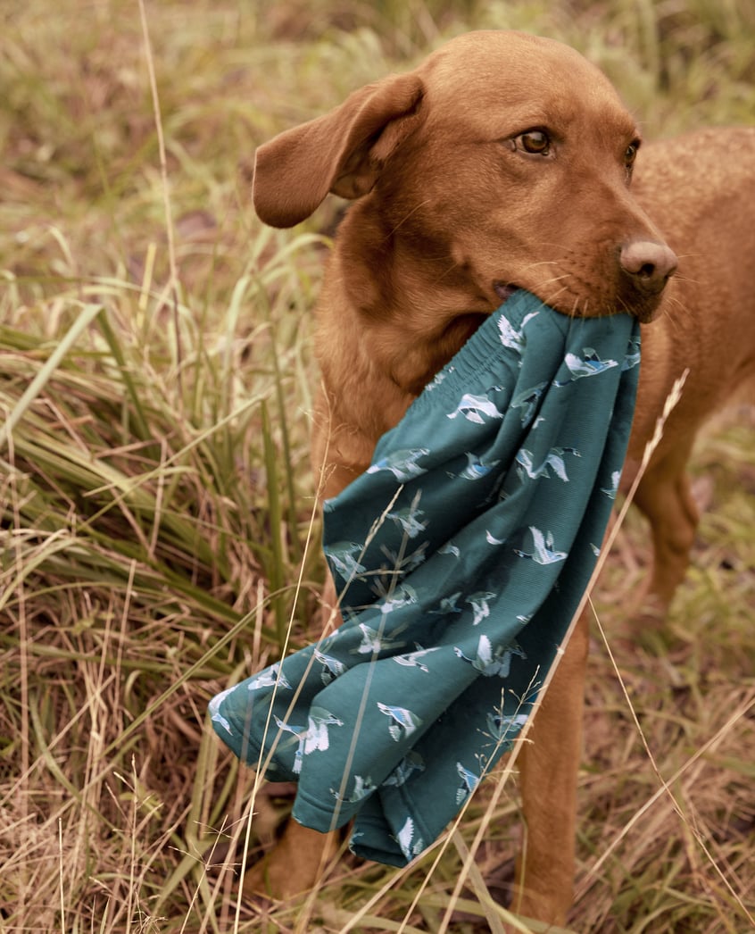 Ein Hund trägt die Boxershort der Serie Prints mit Vogel-Print.