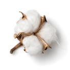 Cotton Icon
