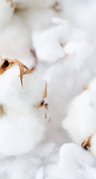 Sur la photo, on voit le coton à l'état brut.