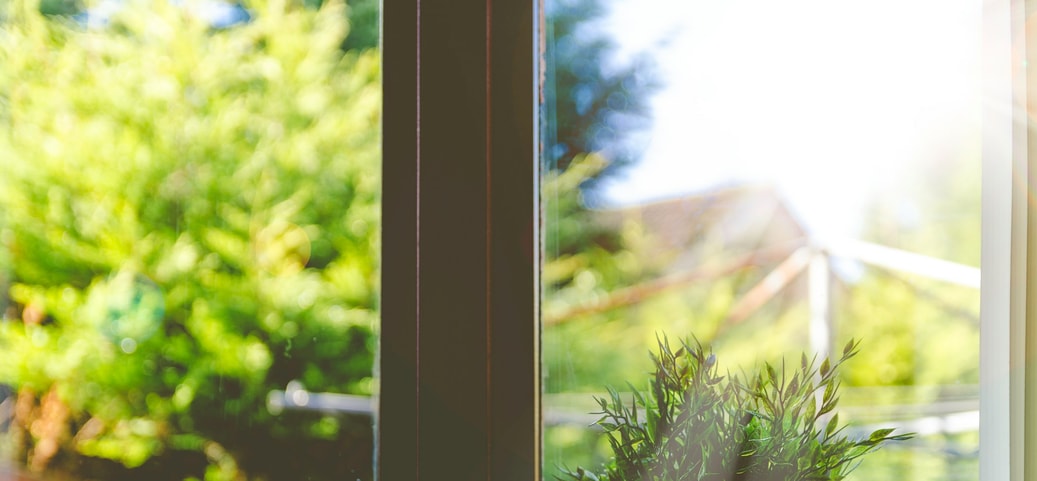Bright daylight streaming through a window onto a houseplant – symbolising how natural light influences our sleep rhythm
