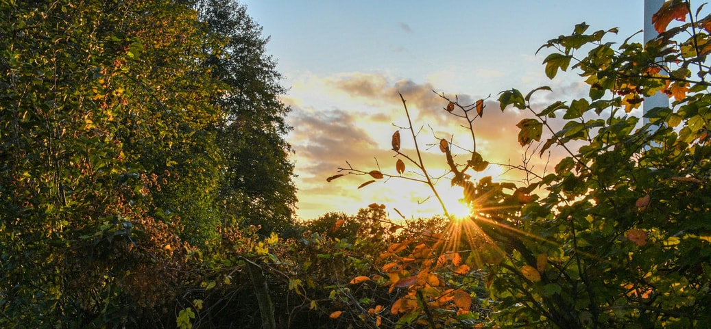 Sunlight shining through autumn trees in a forest at sunset – atmospheric nature scene symbolising the perfect Sunday