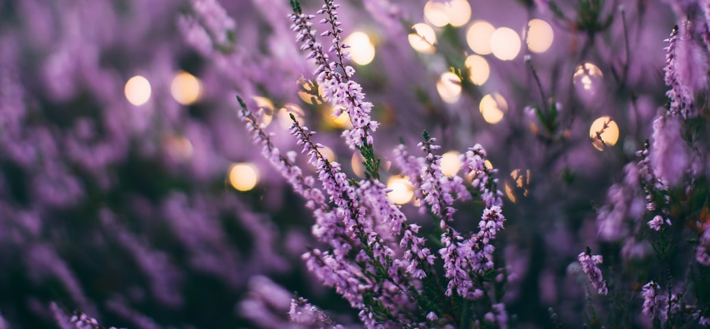 Close‑up of purple blossoms on slender stems with a soft, warm bokeh background