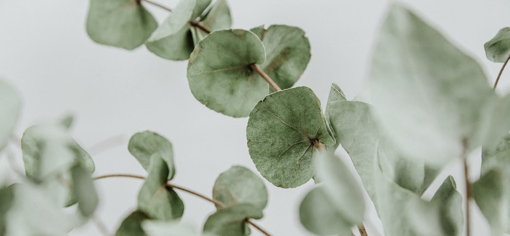 Eucalyptus