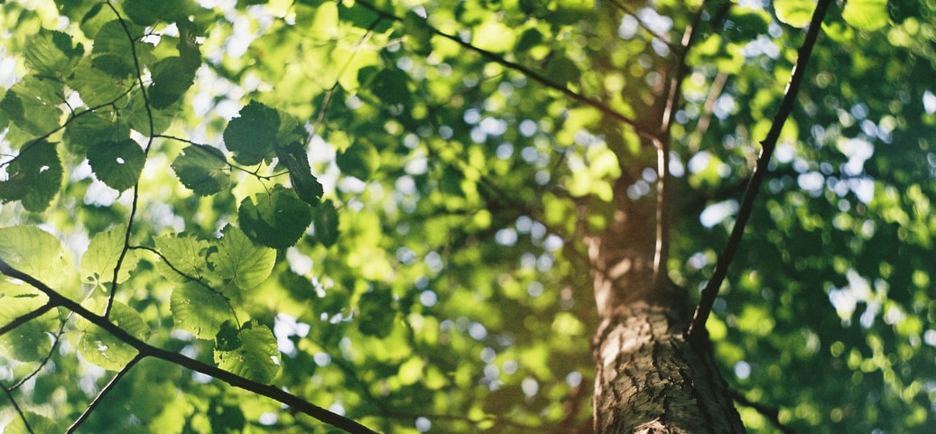 Baum mit Ästen in einer Detailansicht