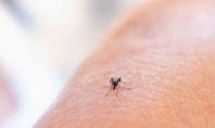 Close‑up of a mosquito on human skin – symbolic depiction of the issue of mosquitoes in the bedroom