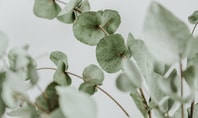 Eucalyptus