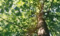 Baum mit Ästen in einer Detailansicht