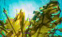 SeaCell