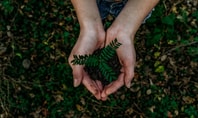 Erde mit einer kleinen Pflanze in der Hand