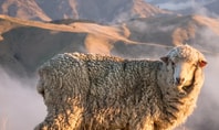 Sheep looking at the camera. In the background you can see hills.