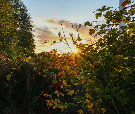 Sunlight shining through autumn trees in a forest at sunset – atmospheric nature scene symbolising the perfect Sunday