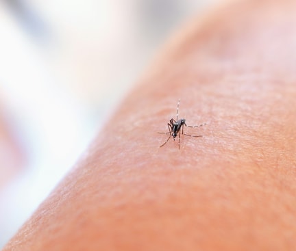 Close‑up of a mosquito on human skin – symbolic depiction of the issue of mosquitoes in the bedroom