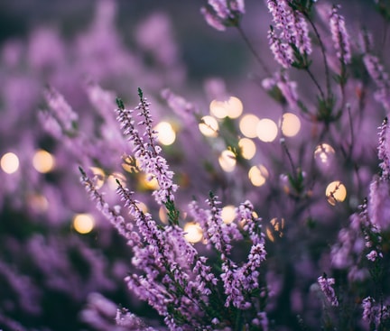 Close‑up of purple blossoms on slender stems with a soft, warm bokeh background