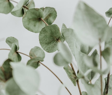 Eucalyptus