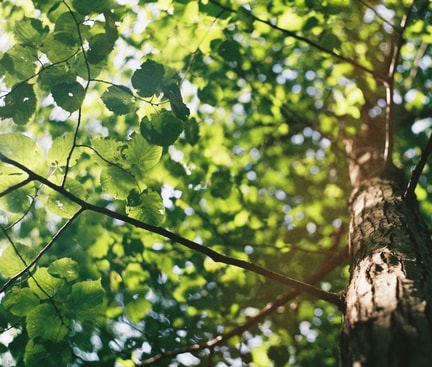 Baum mit Ästen in einer Detailansicht