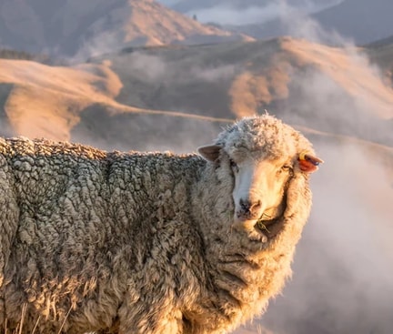 Sheep looking at the camera. In the background you can see hills.