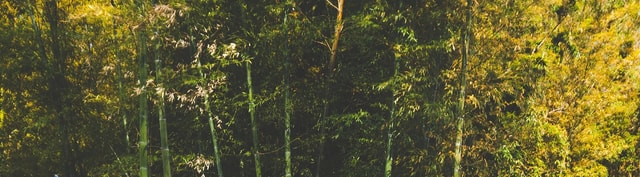 Wald