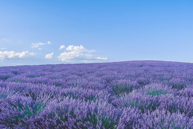 Lavendel Blumen Wiese